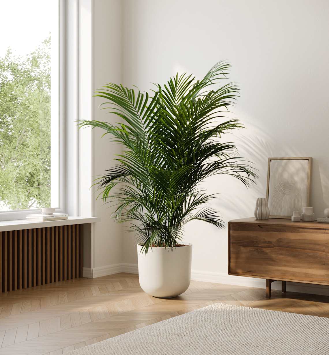Indoor Trees: Buy Self-Watering House Trees | easyplant