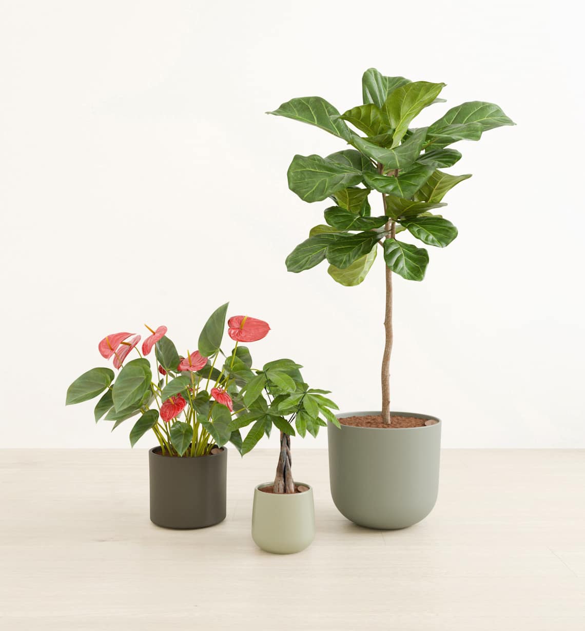 Plant Bundles: Sets in Self-Watering Pots | easyplant