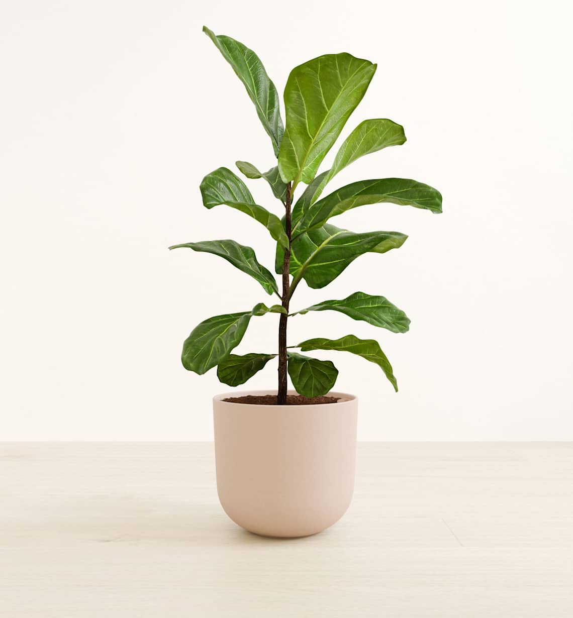 dracaena elegance Dracaena Elegance