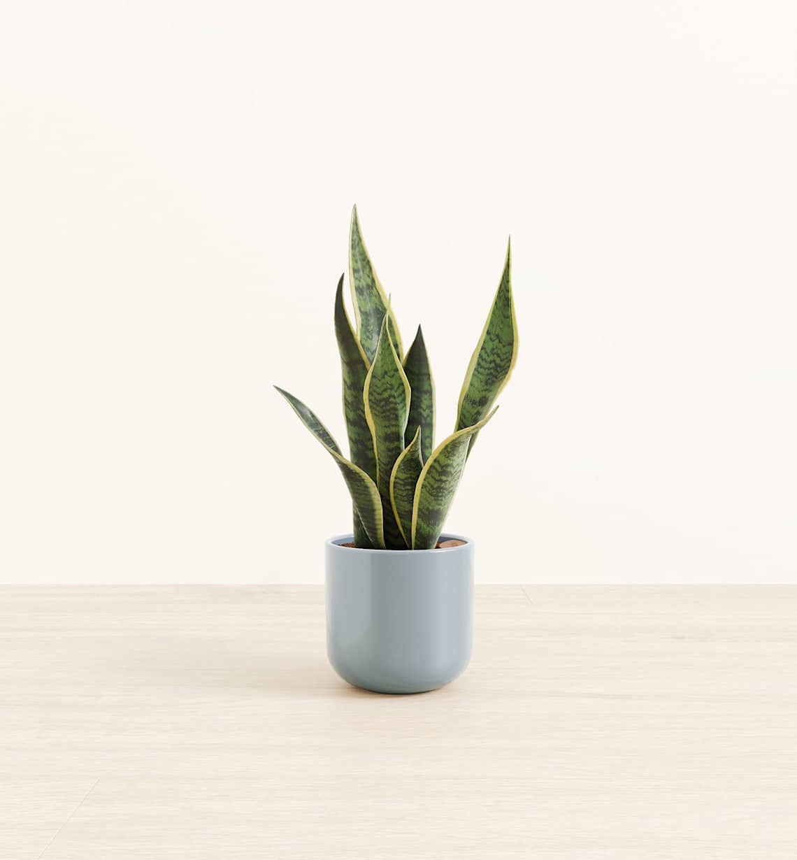 Small Indoor Plants in Self-Watering Pots | easyplant