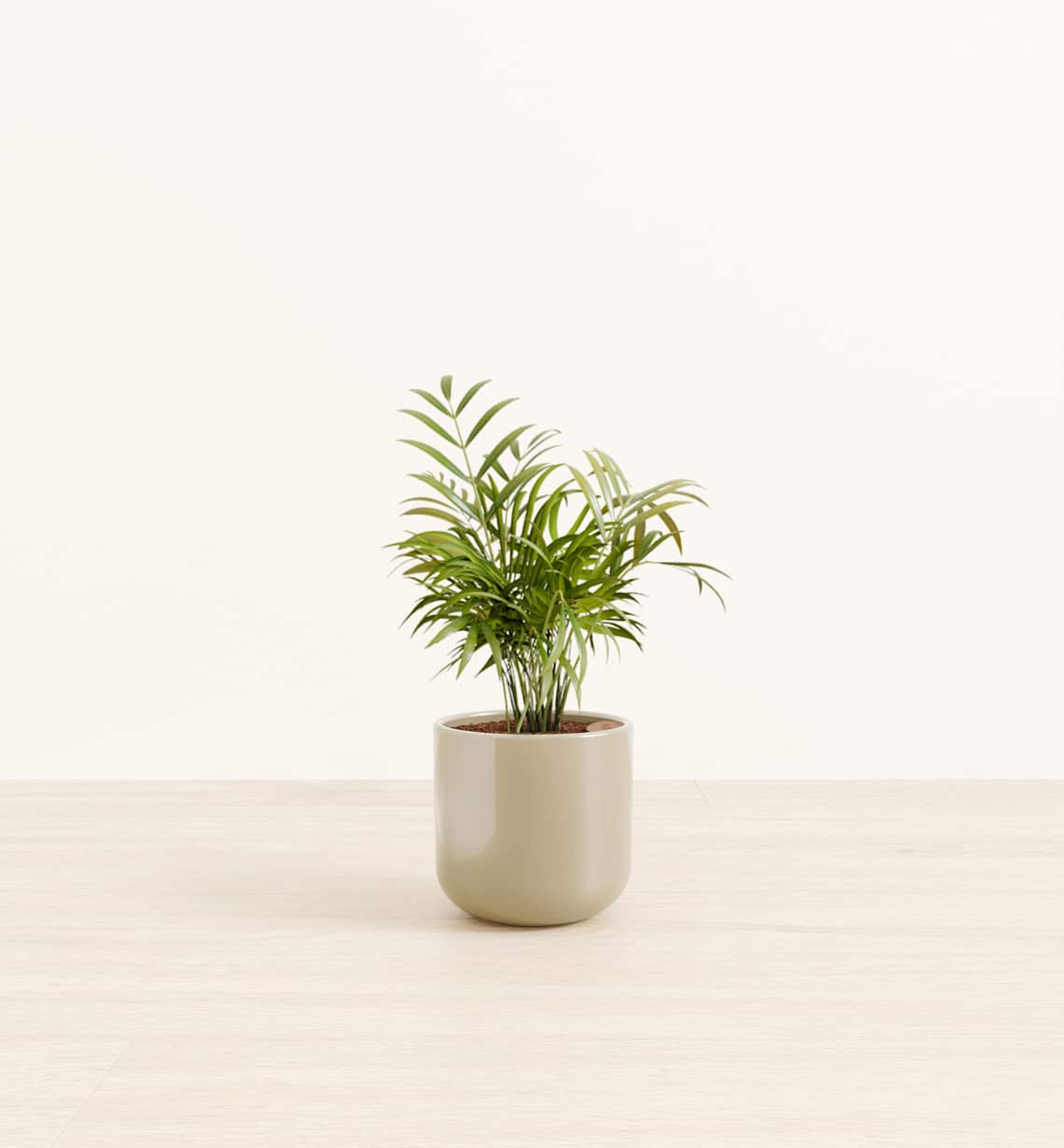 Low Light Houseplants: Self-Watering Plants for Dark Rooms | easyplant