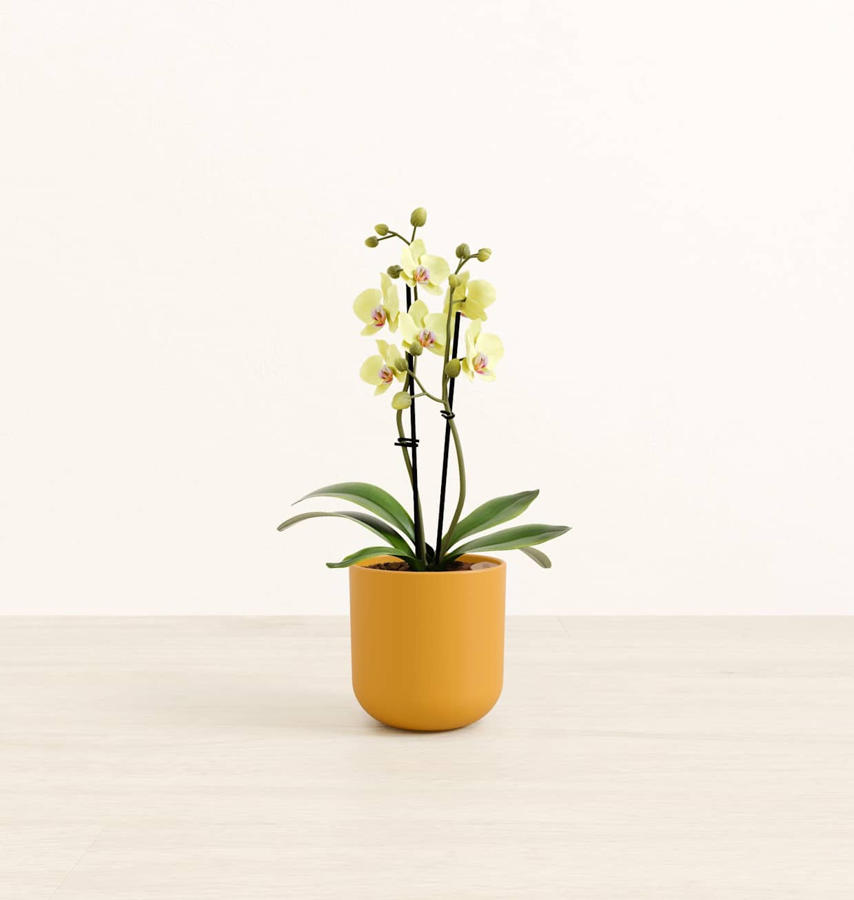 Sun Seeker Yellow Orchid - Self-Watering Small Houseplant | easyplant