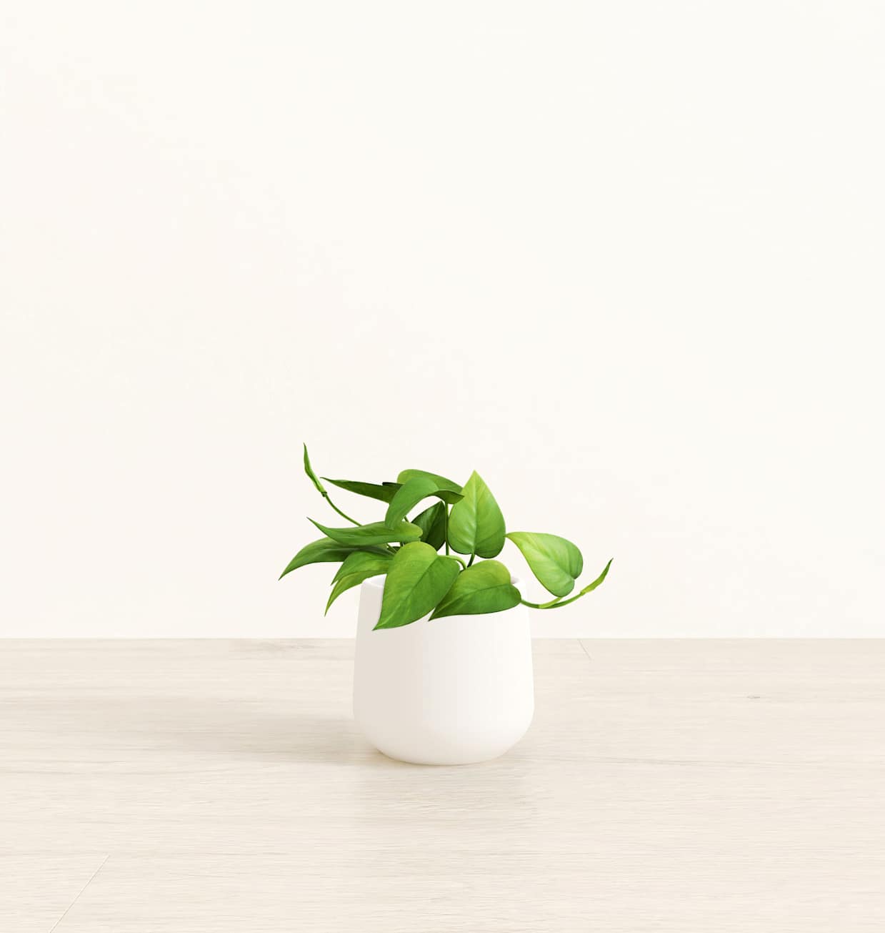 lavender bonsai tree Lavender Star Modern Bonsai