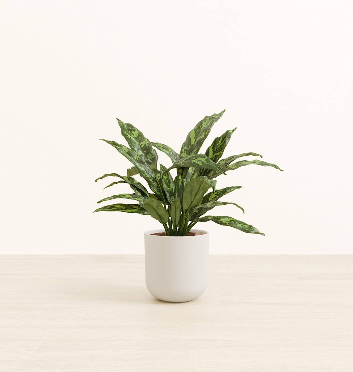 weeping willow bonsai tree for sale Buy Corkscrew Willow Tree