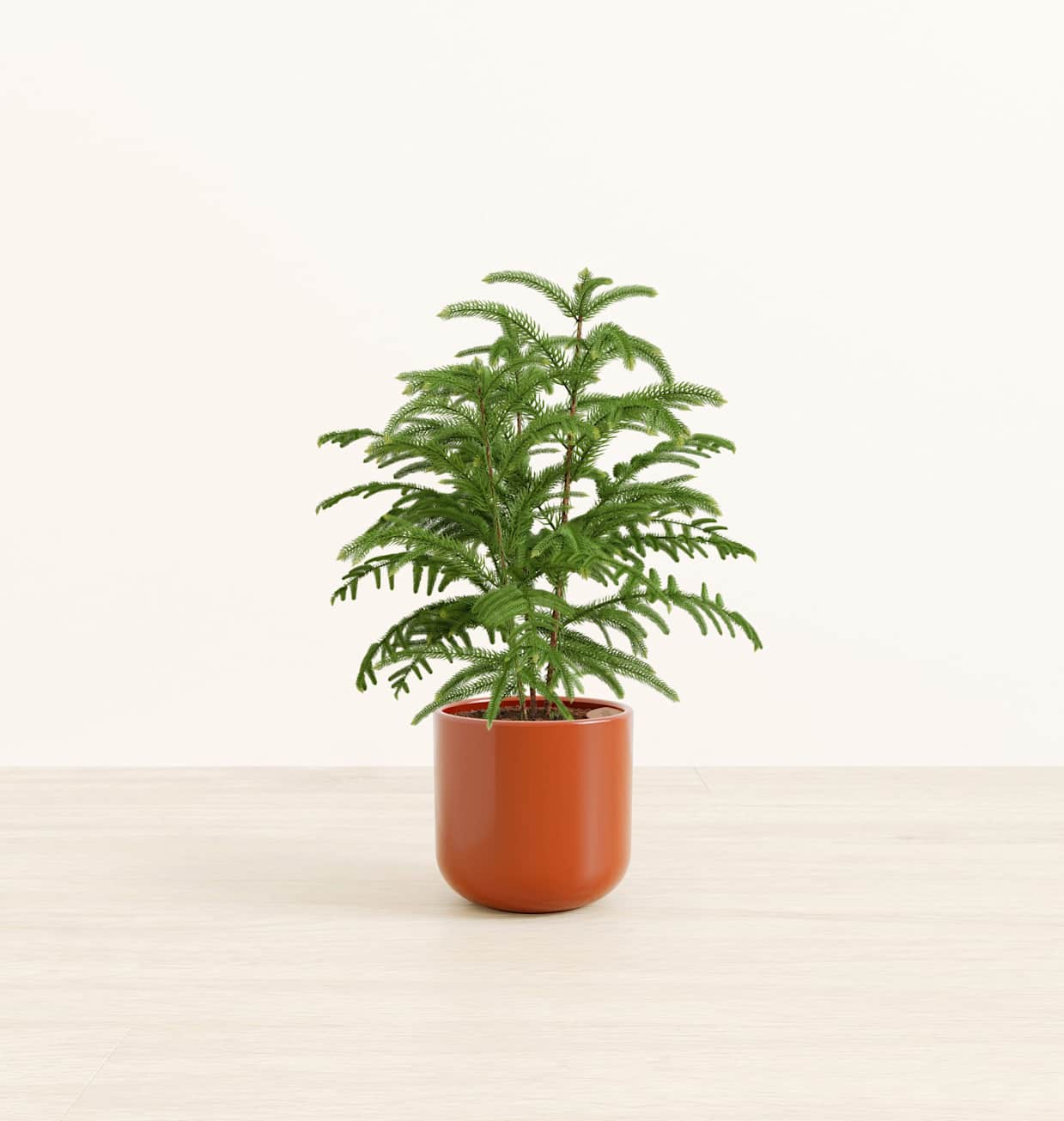 plant pothos House Plant 4-pothos-golden Golden Pothos Plant in 4 in. Pot