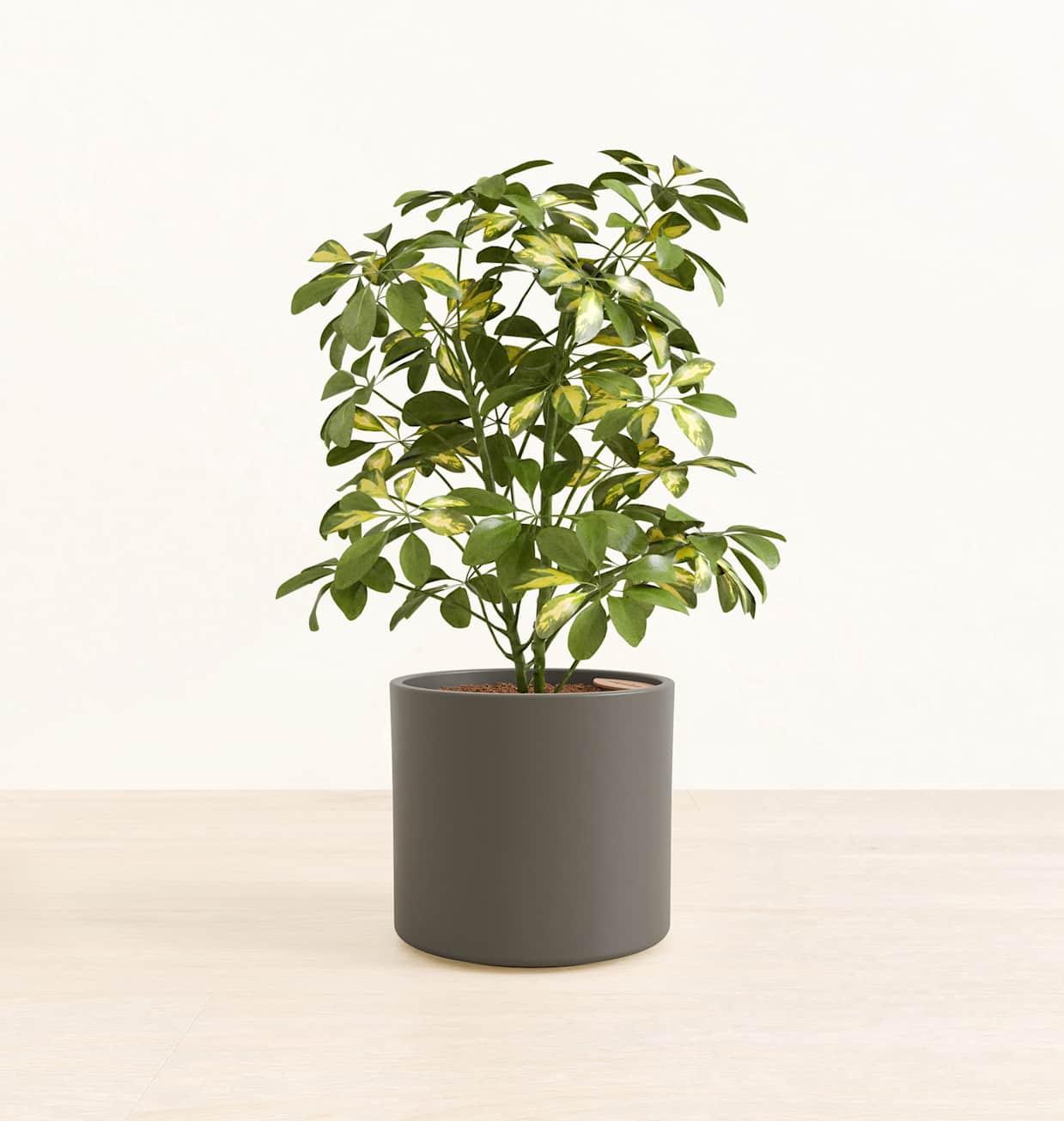 potting a money tree Money Tree Plant
