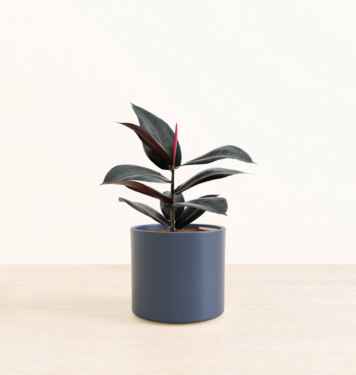 sansevieria lilliput Sansevieria Lilliput (Snake Plant  Lilliput)  Pariworld