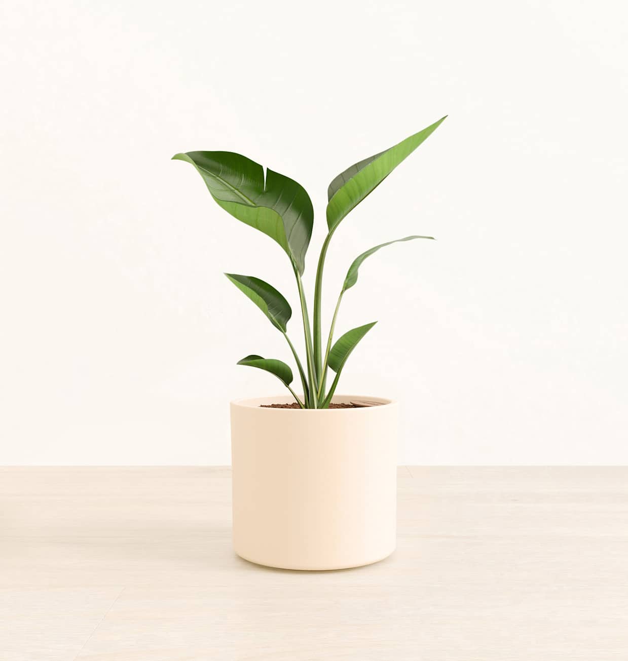 Medium Self-Watering Bird of Paradise Plant for Sale | easyplant