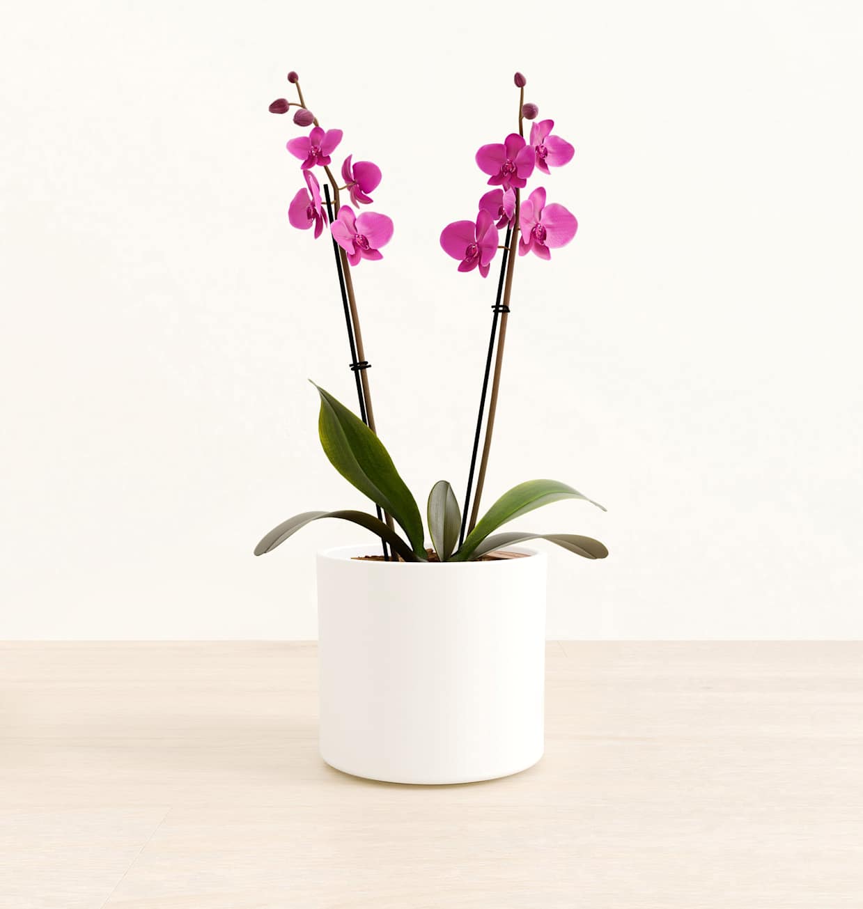 Dark Pink Orchid: Buy Self-Watering Orchid | easyplant