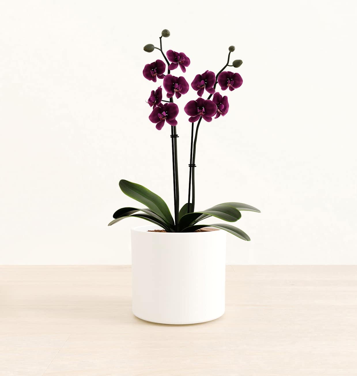 Dark Purple Orchid