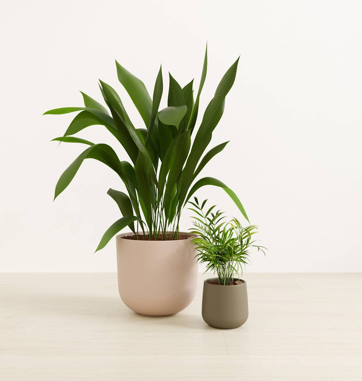 Evergreen Ease