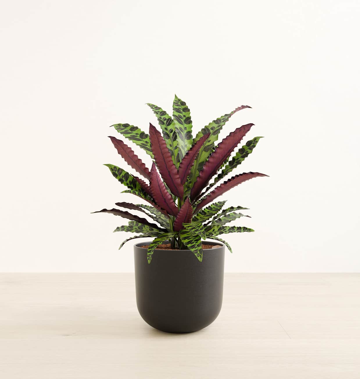 Rattlesnake Calathea - Self-Watering Large Houseplant | easyplant