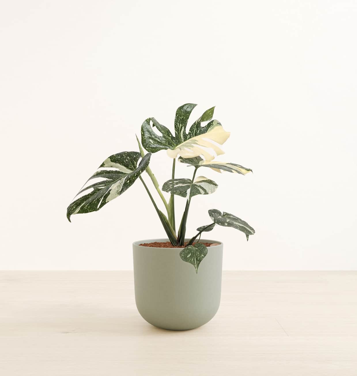 Monstera Thai - Self-Watering Large Houseplant | easyplant