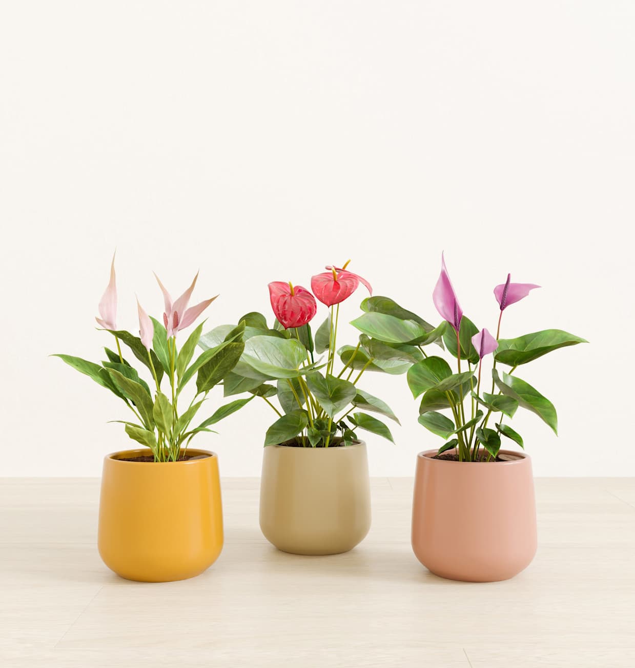 Blooming Trifecta Plant Collection | Shop Self-Watering Indoor Plants at  easyplant
