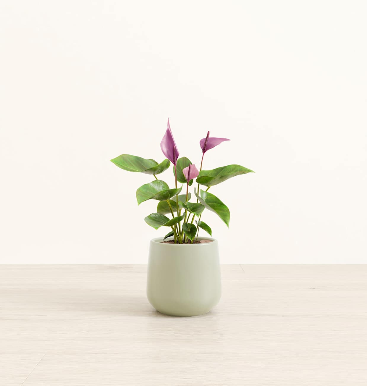 Anthurium Zizou