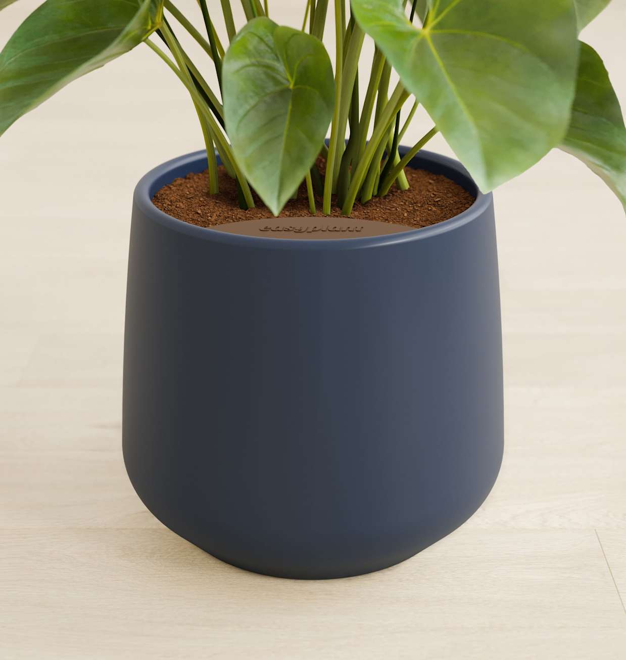 Medium Self-Watering Anthurium Sweet Dream for Sale | easyplant