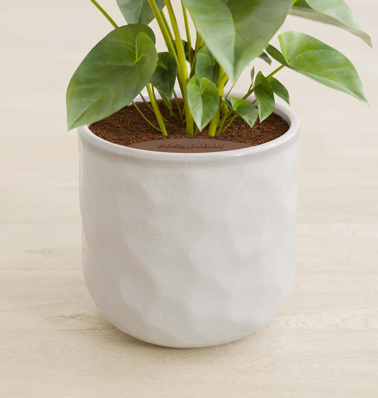 Small Purple Anthurium Plant | Shop Unique Self-Watering Indoor