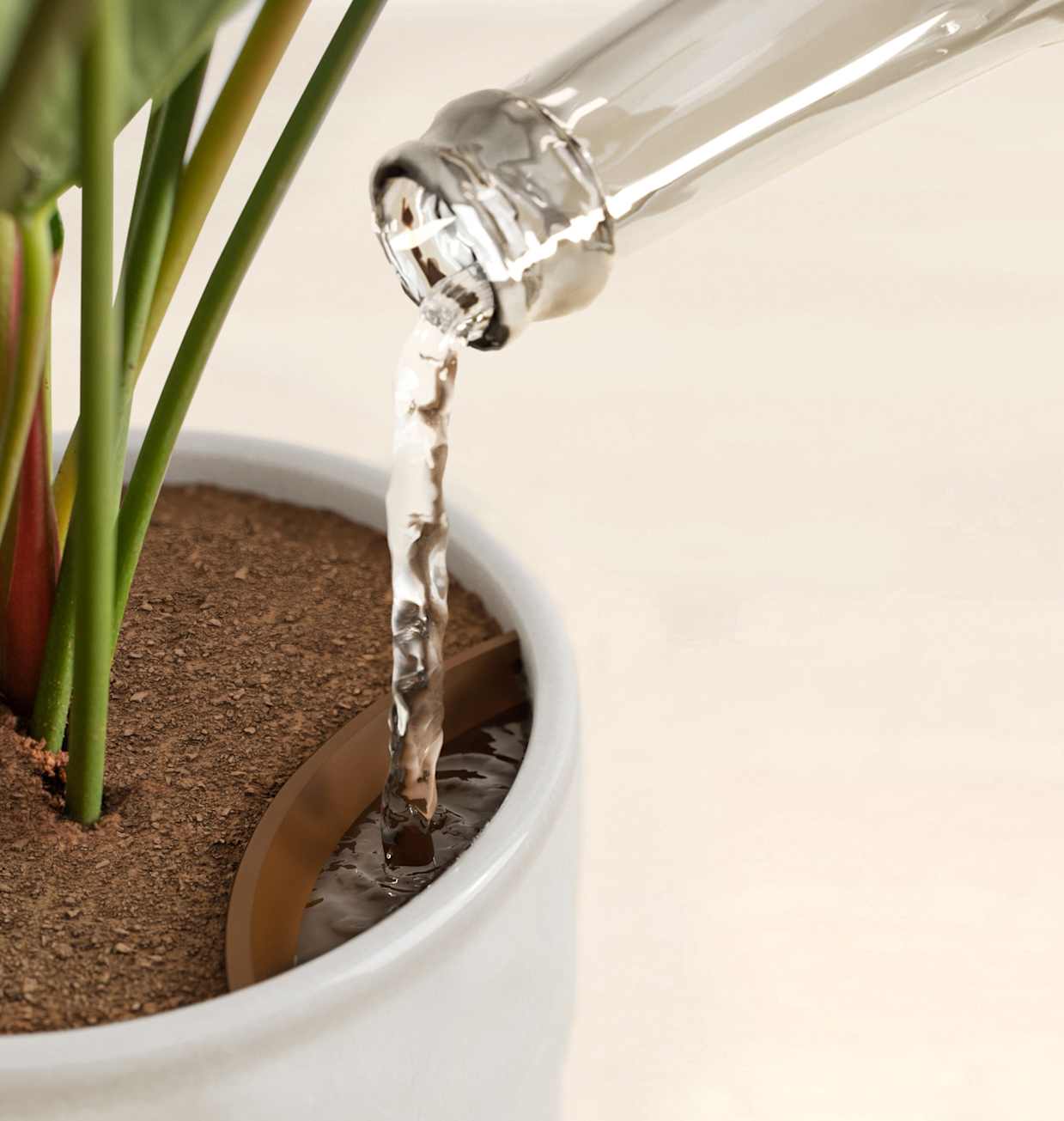 Small Purple Anthurium Plant | Shop Unique Self-Watering Indoor