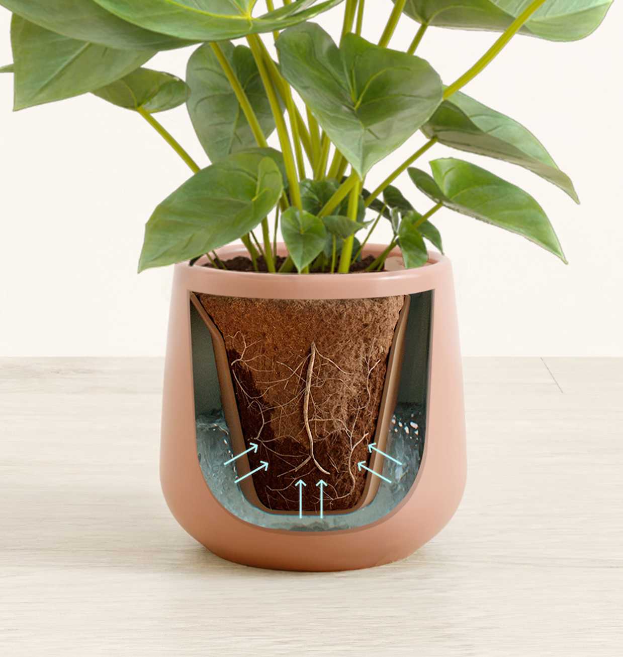 Small Red Anthurium Plant | Shop Self-Watering Indoor Plants at