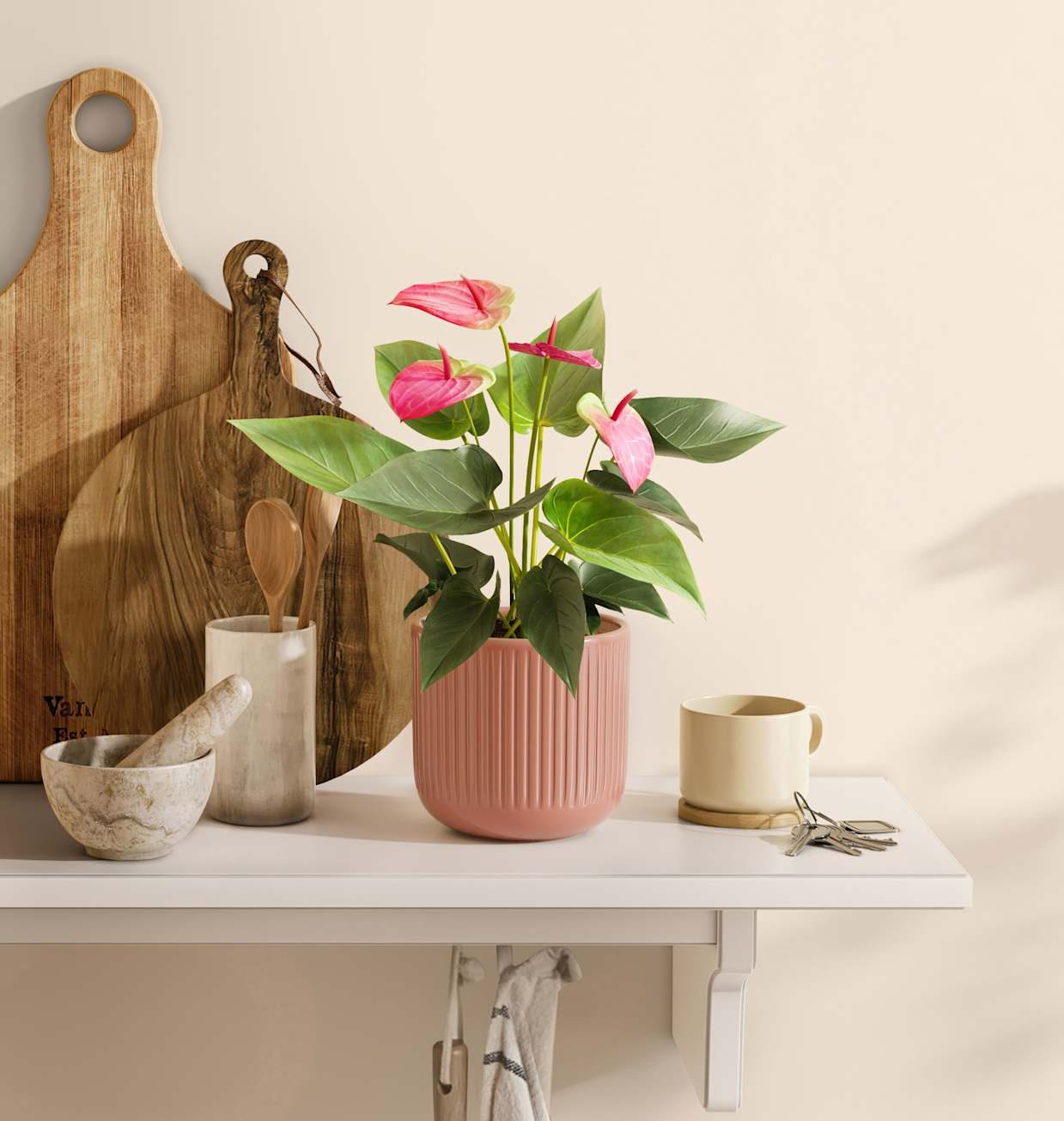 Small Self-Watering Anthurium Sweet Dream Plant for Sale | easyplant