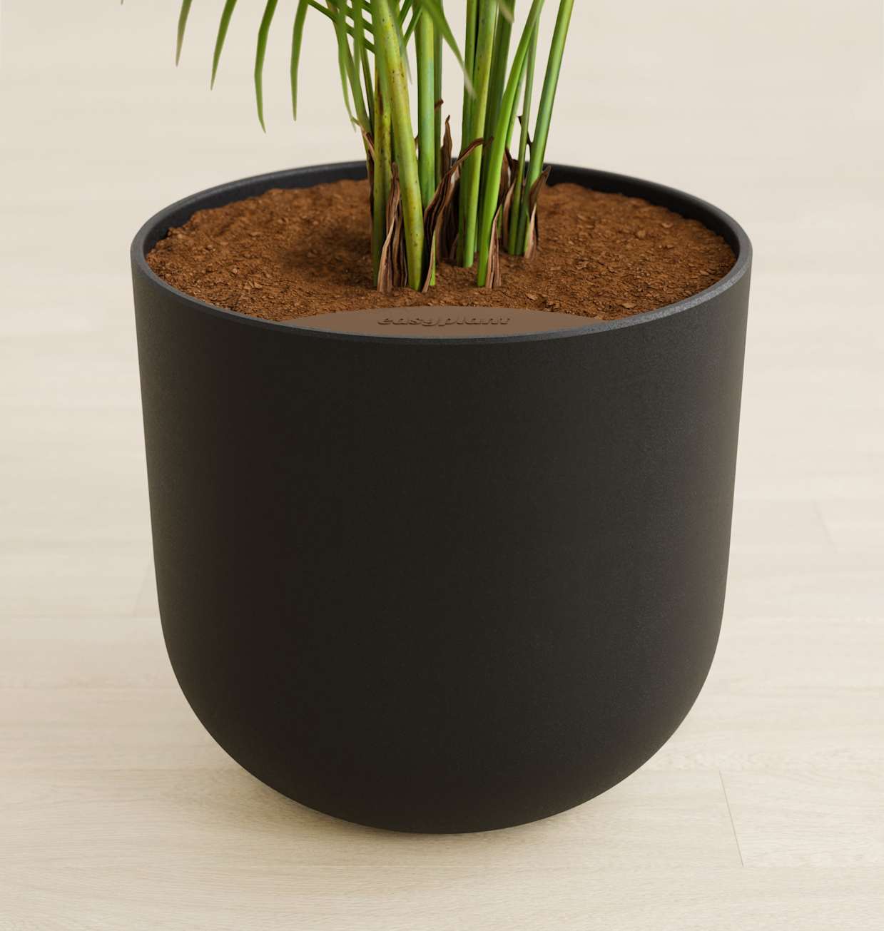 Areca Palm For Sale in a Self-Watering Pot | easyplant