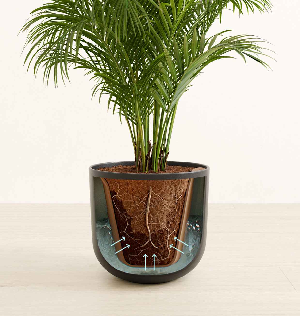 Areca Palm For Sale in a Self-Watering Pot | easyplant