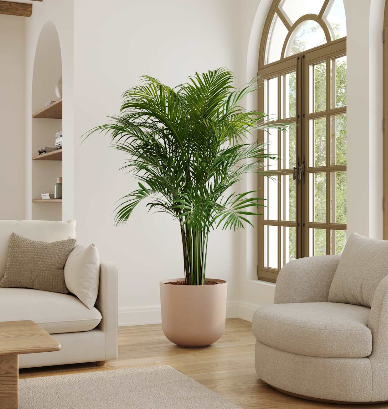 black coral.snake plant Black Coral Snake Plant main image 1