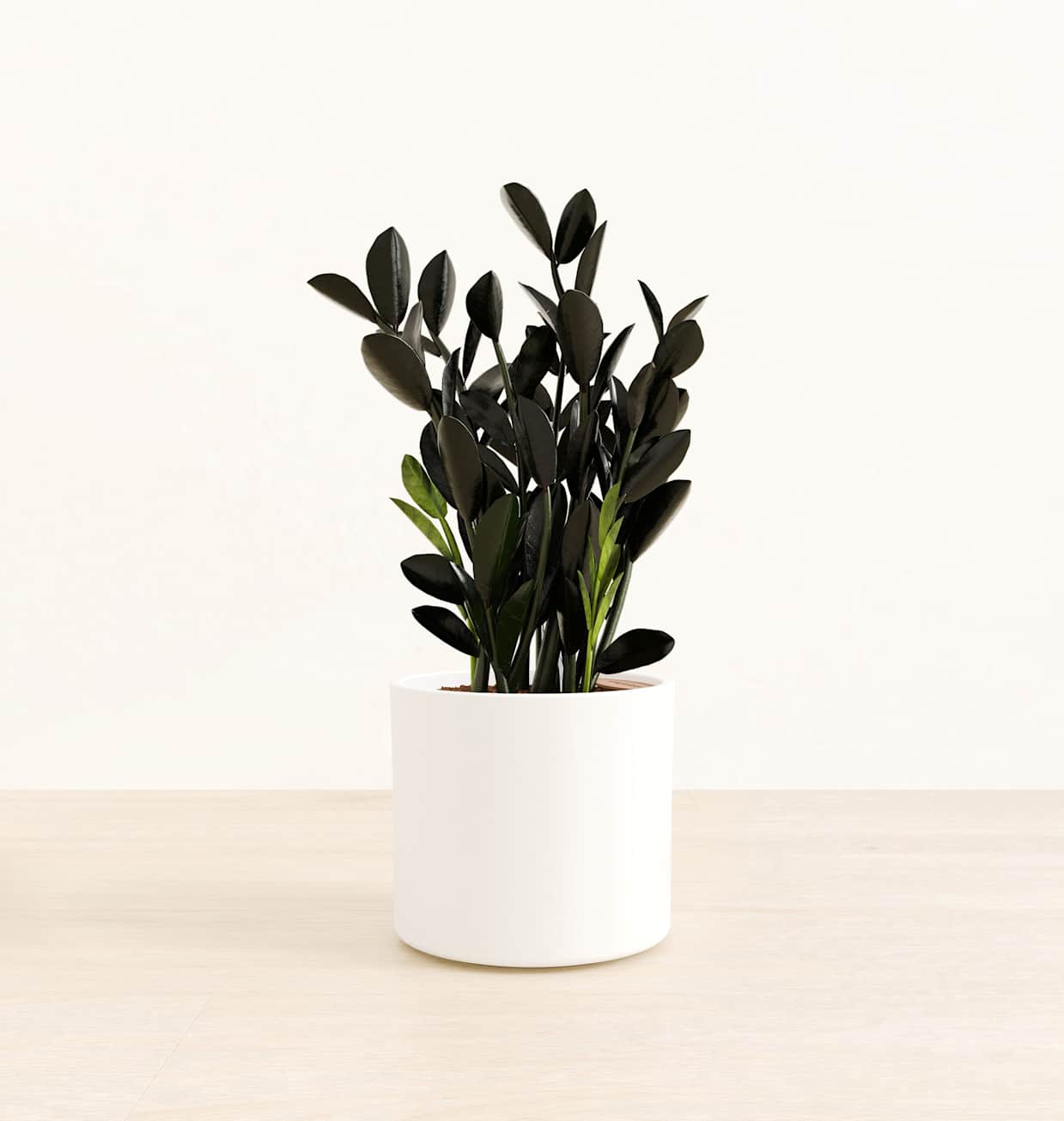 Self-Watering Goldfish Plant