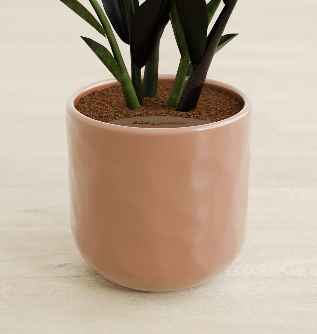 Small Zz Plant: Buy Self-Watering ZZ Plant | easyplant