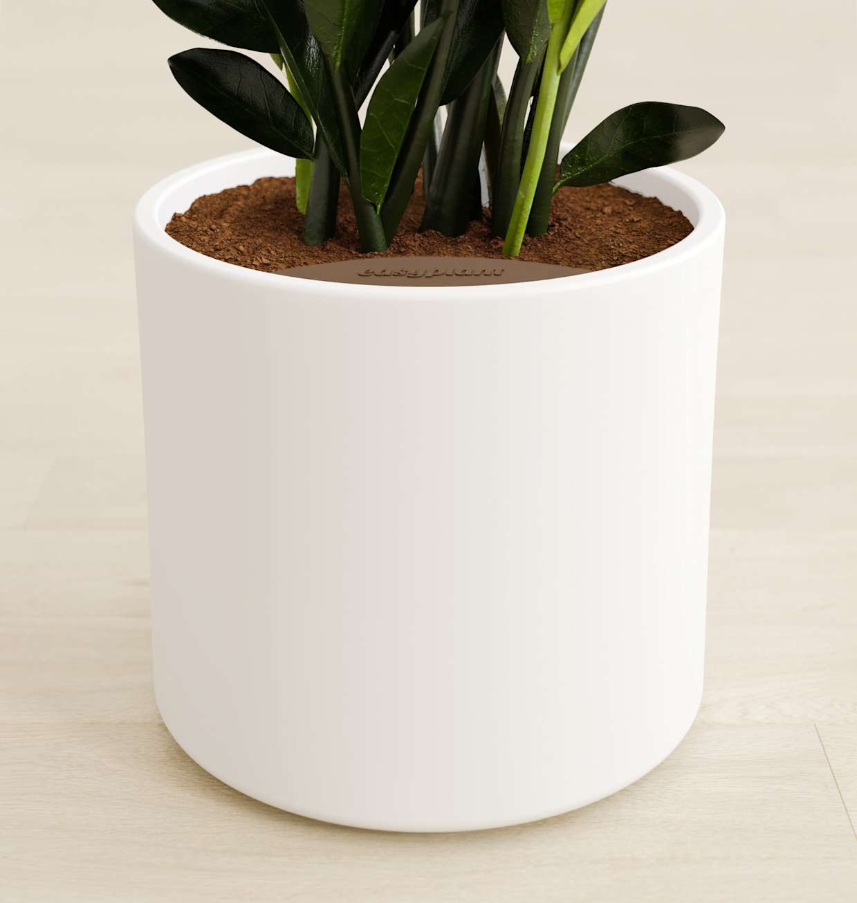 Black ZZ Plant for Sale | Striking & Low-Maintenance | easyplant