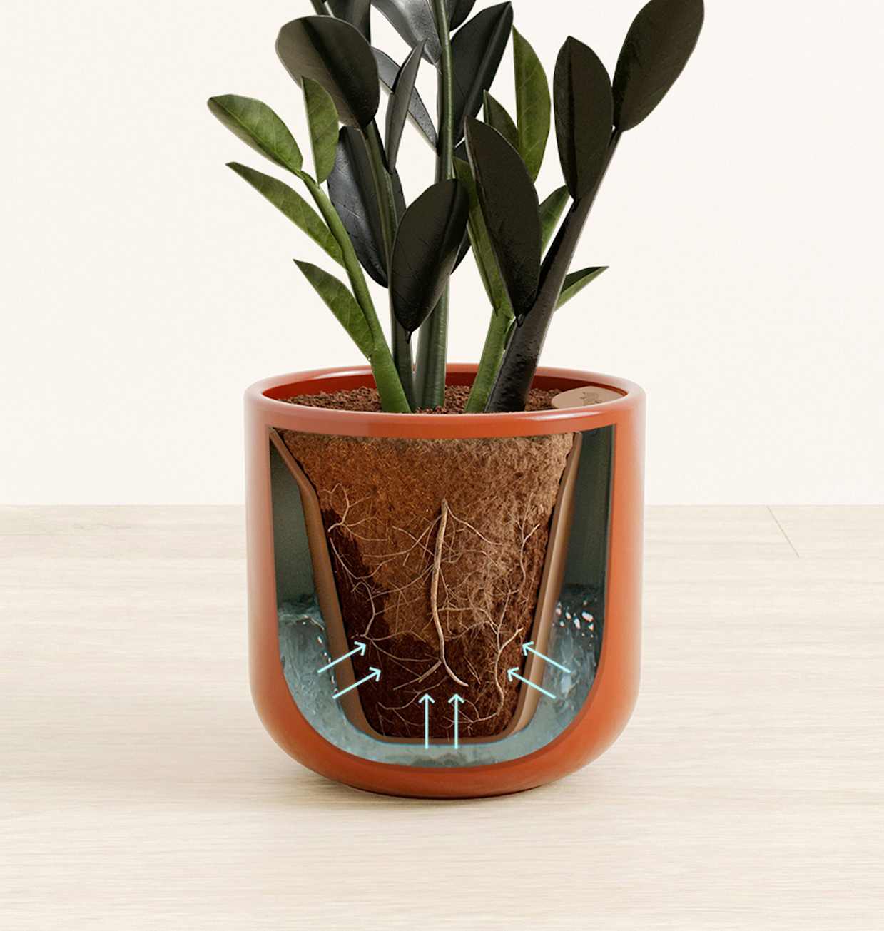 Small Zz Plant: Buy Self-Watering ZZ Plant | easyplant