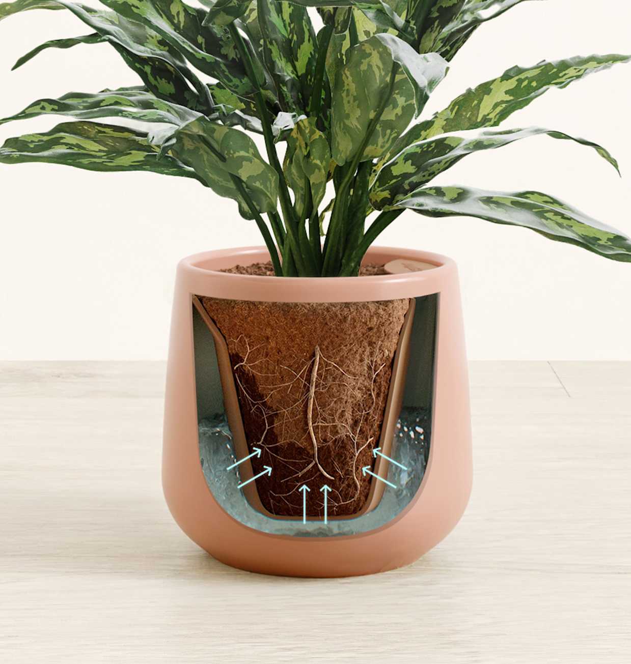 Small Chinese Evergreen (Aglaonema Maria) Plant | easyplant