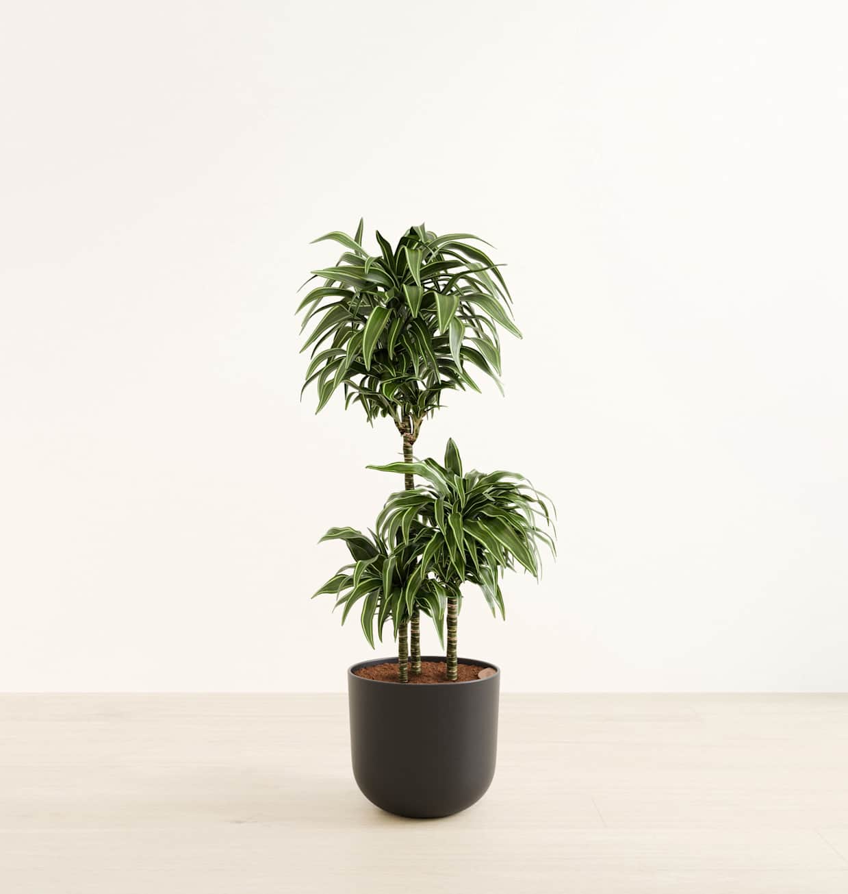 dracaena compacta plant 2gal-7gal Dracaena Compacta Cane