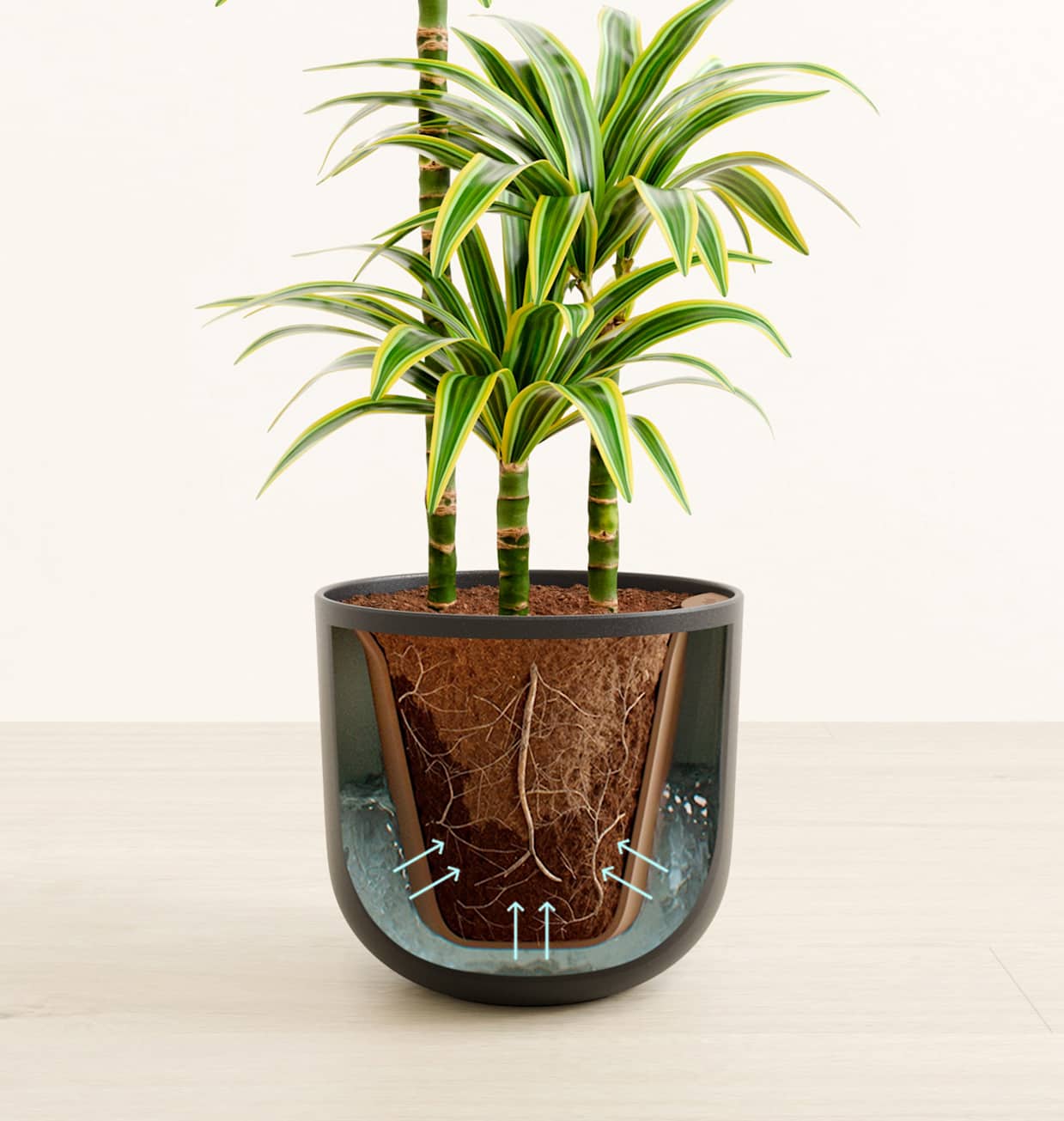 dracaena air purifier Explore Dracaena Hawaiian Sunshine main image 0