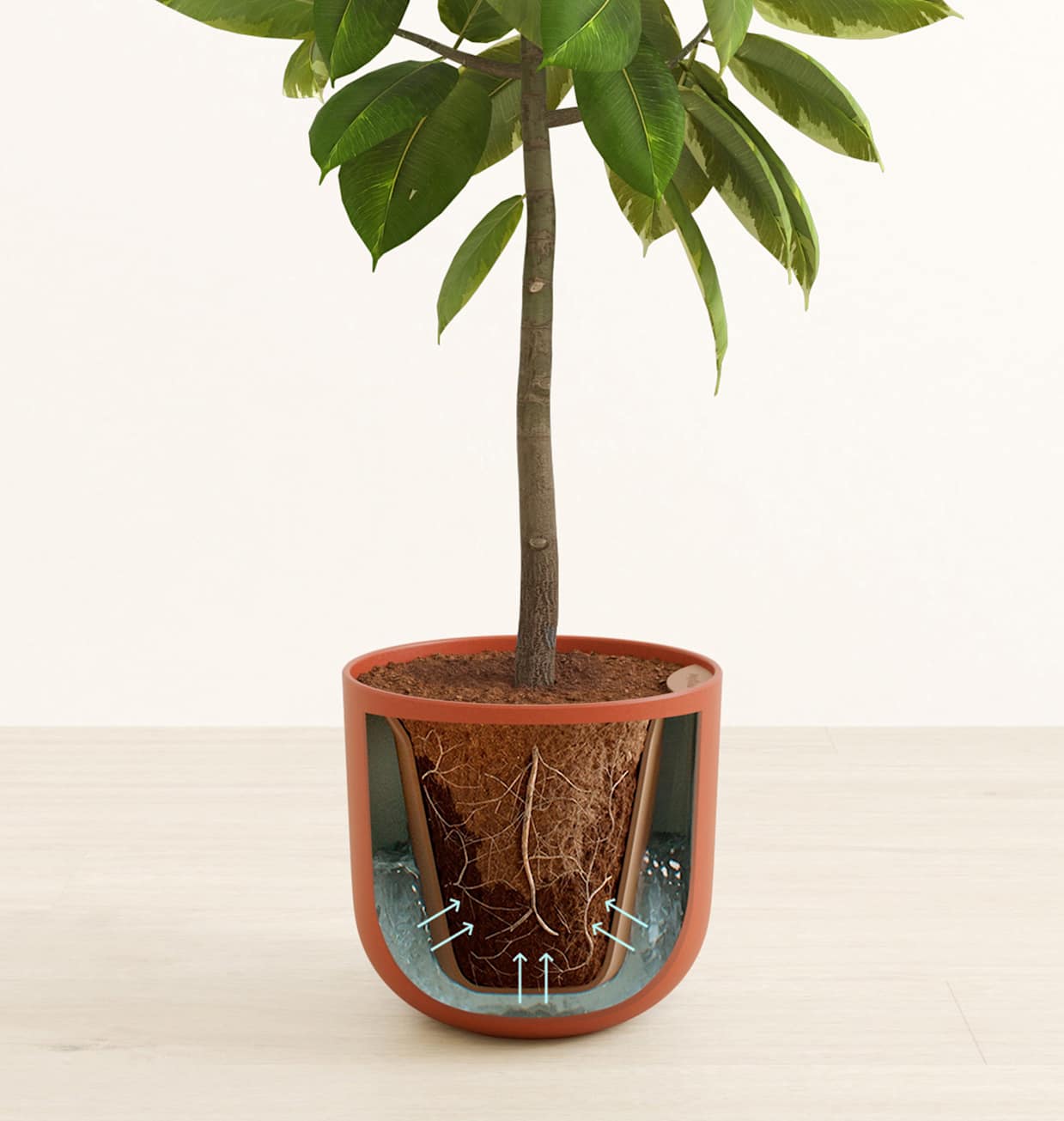 Buy Huge Ficus Altissima | easyplant