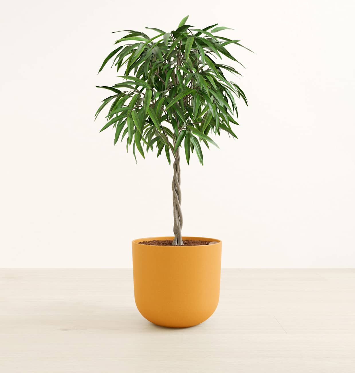 Ficus Alii