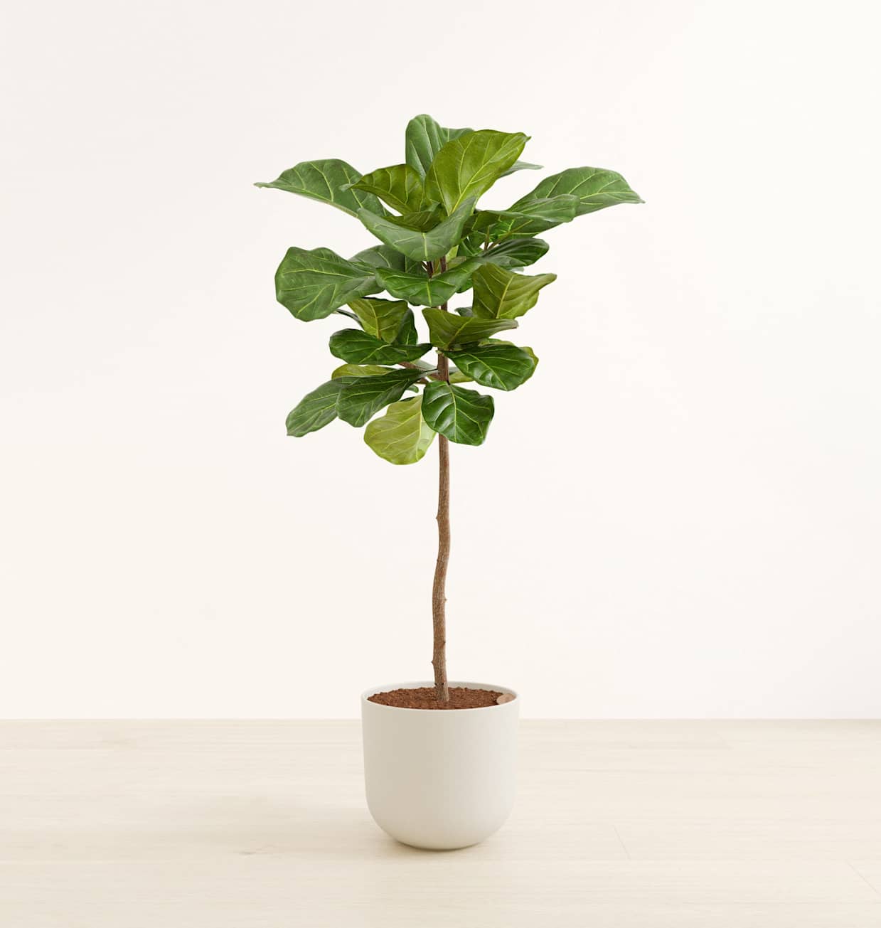 Fiddle Leaf Fig Tree