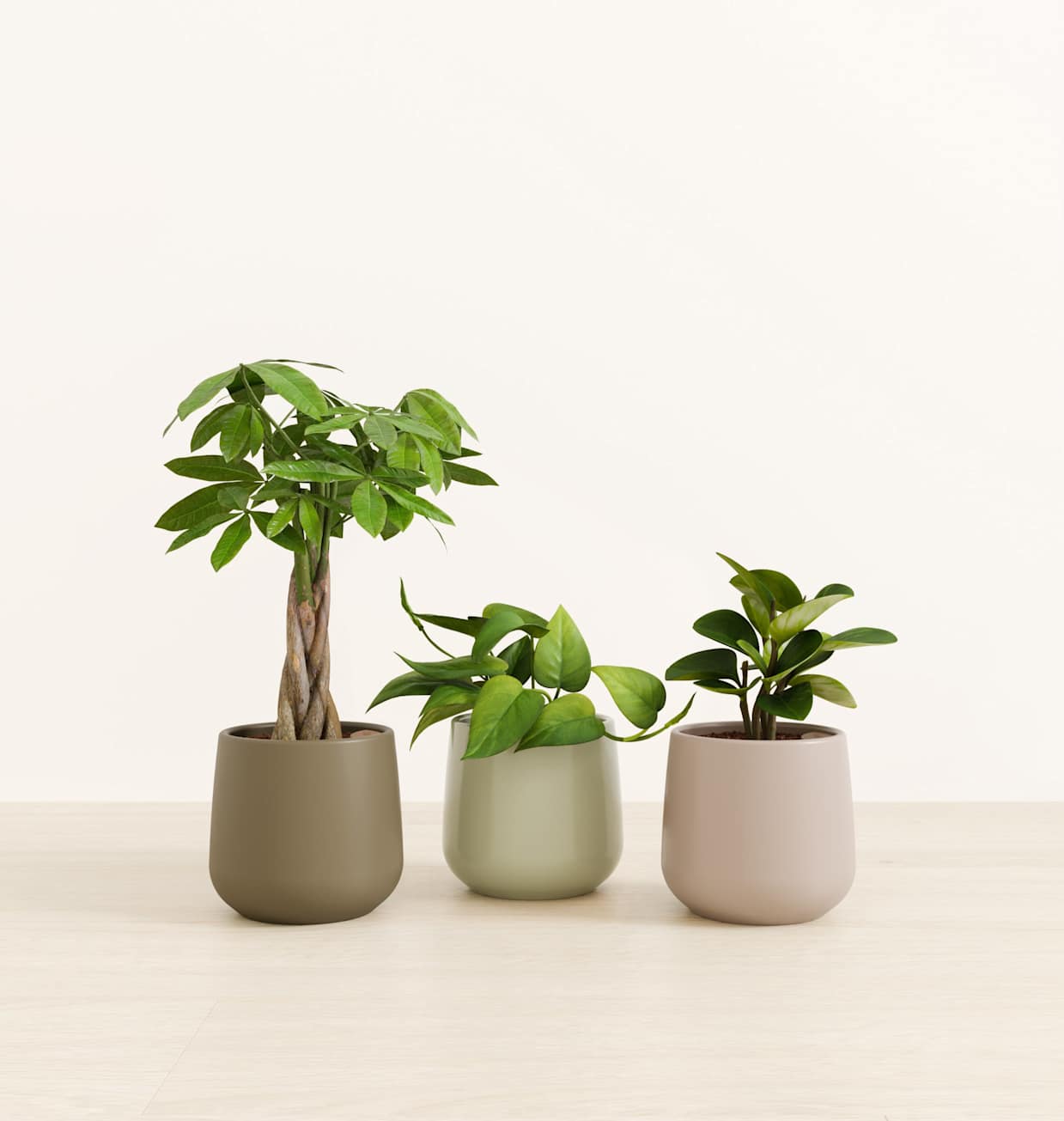 philodendron hanging Hanging Philodendron / 