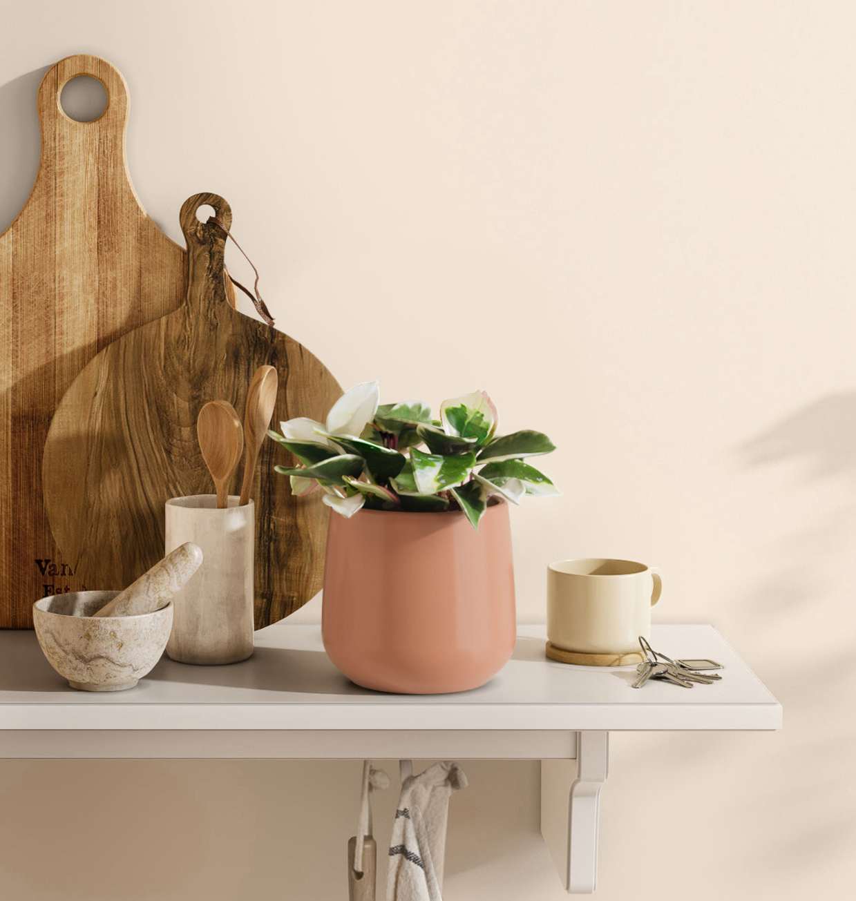 Small Hoya Carnosa Tricolor Plant | easyplant