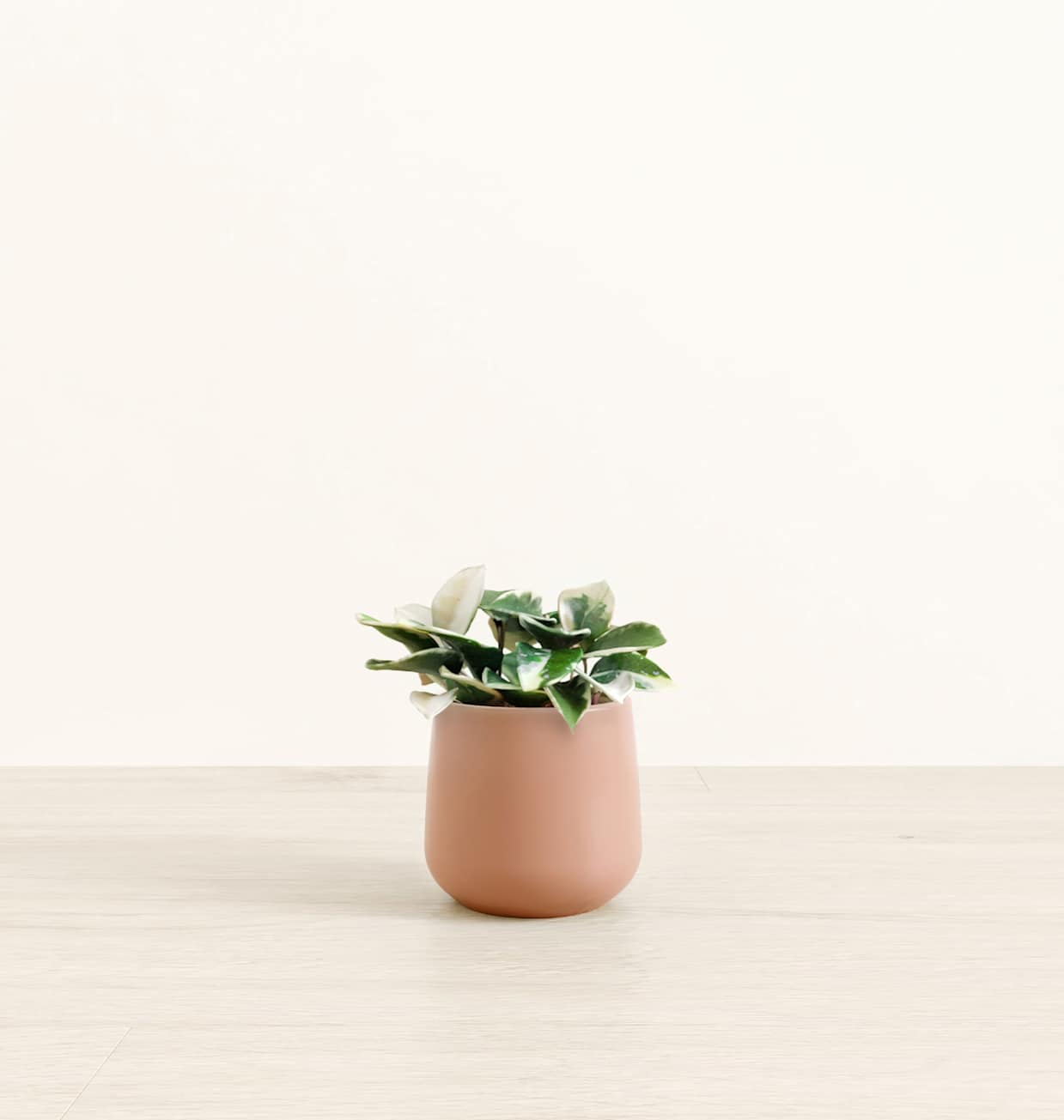 Small Hoya Carnosa Tricolor Plant | easyplant