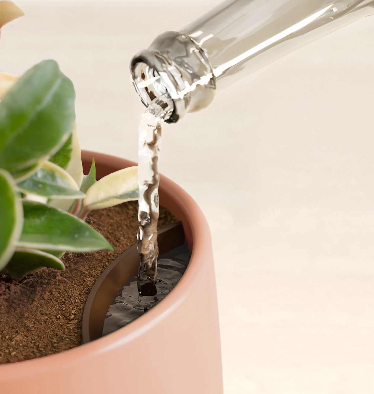 Small Hoya Carnosa Tricolor Plant | easyplant