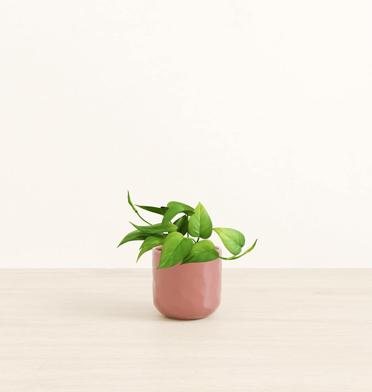 Jade Pothos
