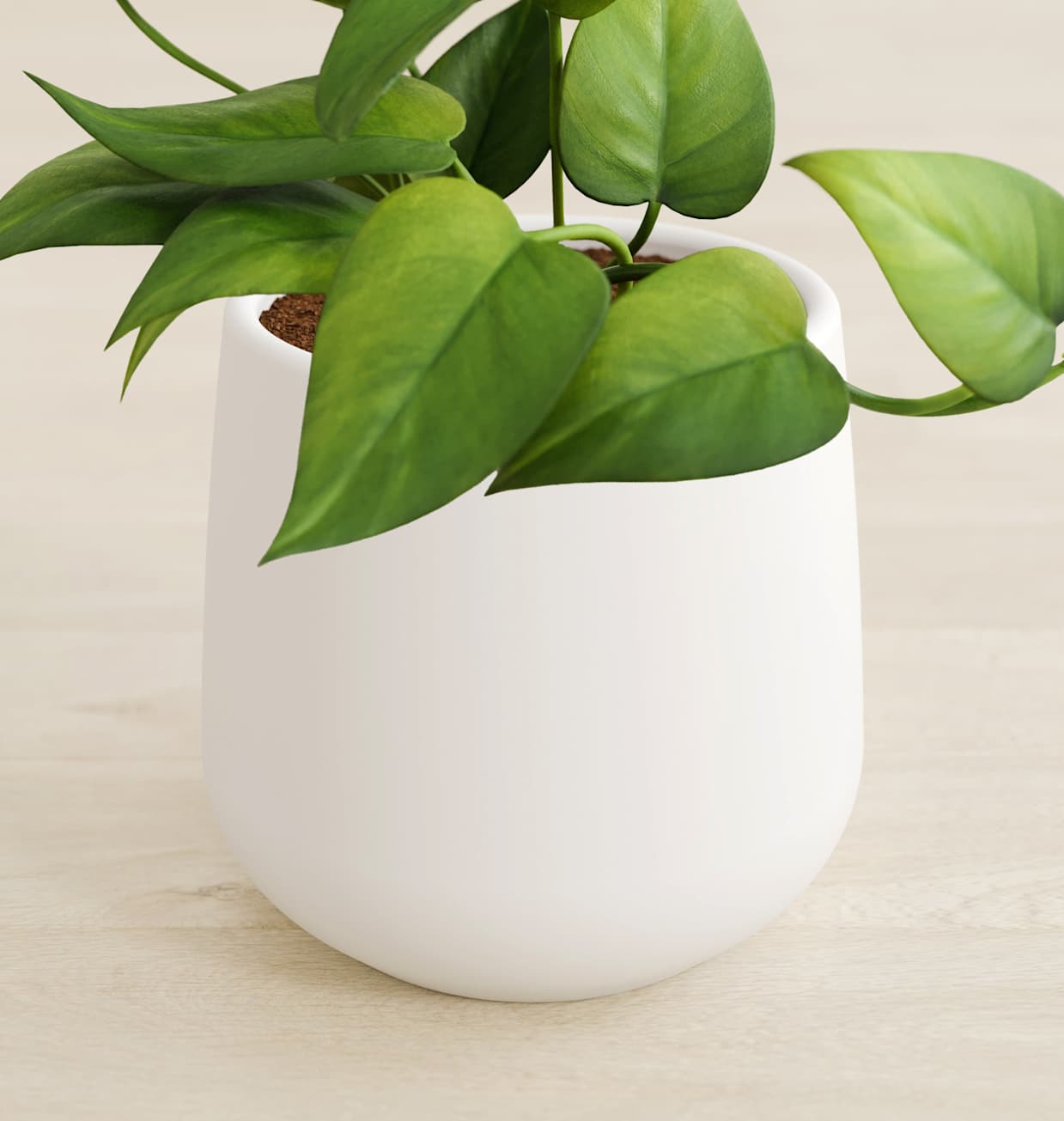 Small Self-Watering Jade Pothos for Sale | easyplant