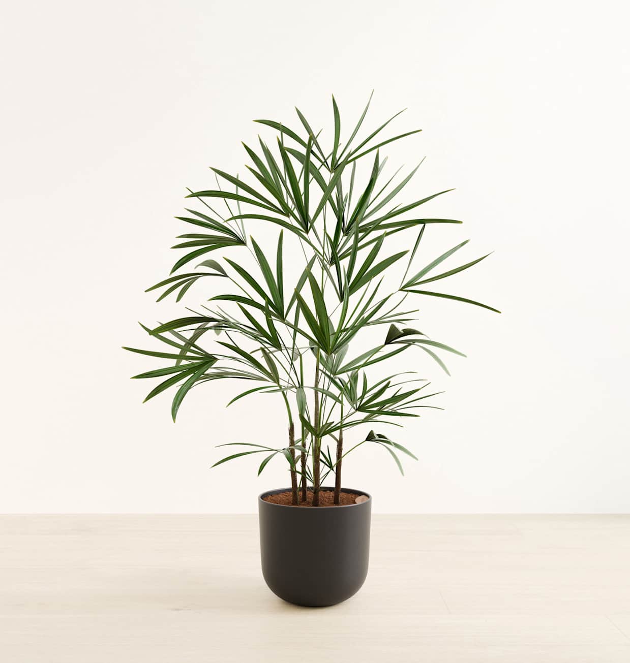 Lady Palm