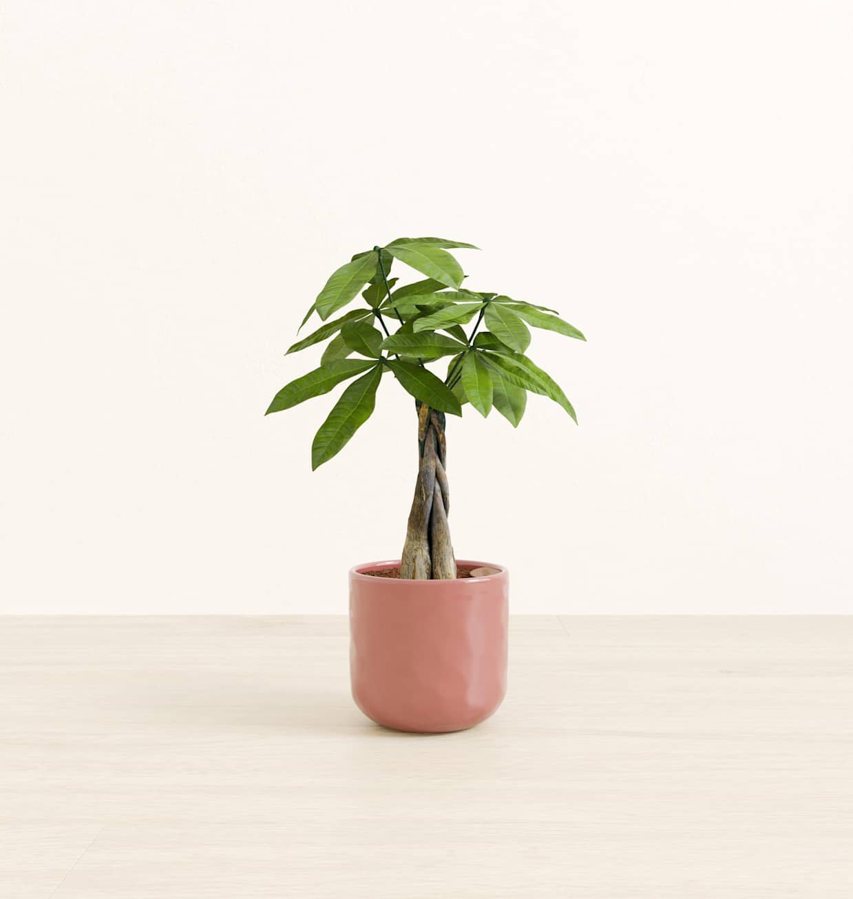 Money Tree
