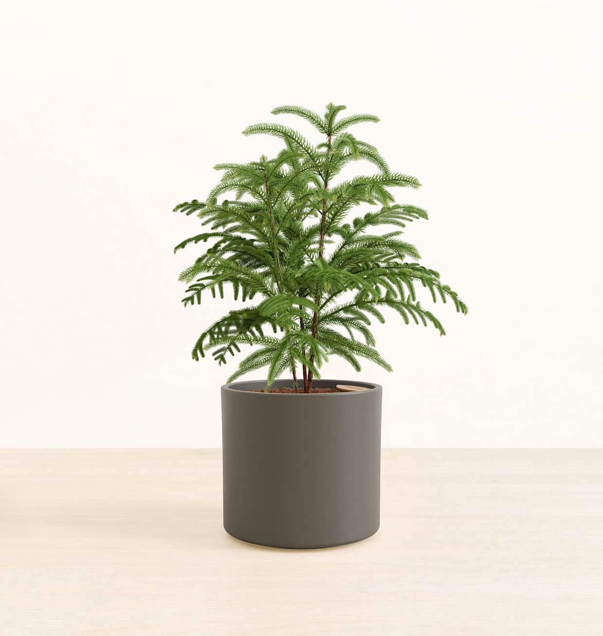 Norfolk Pine