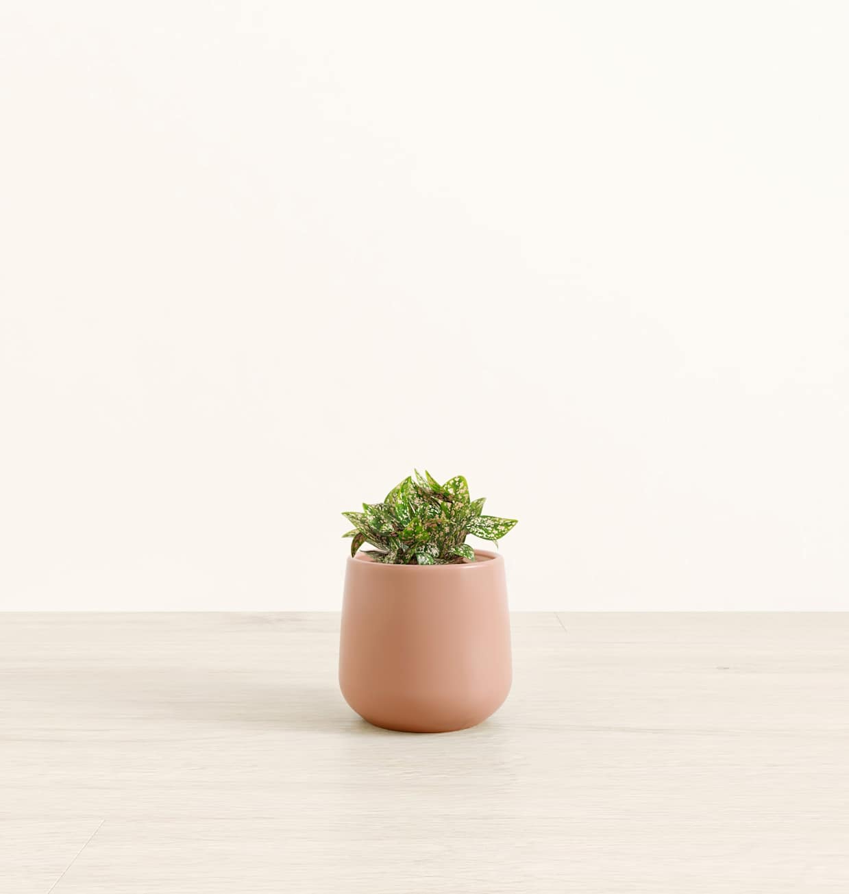 lavender planting pots Set of 3 Lavender Provence Plants in Quart Pots