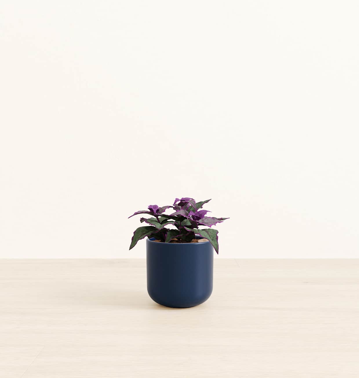 Purple Passion Plant For Sale | easyplant