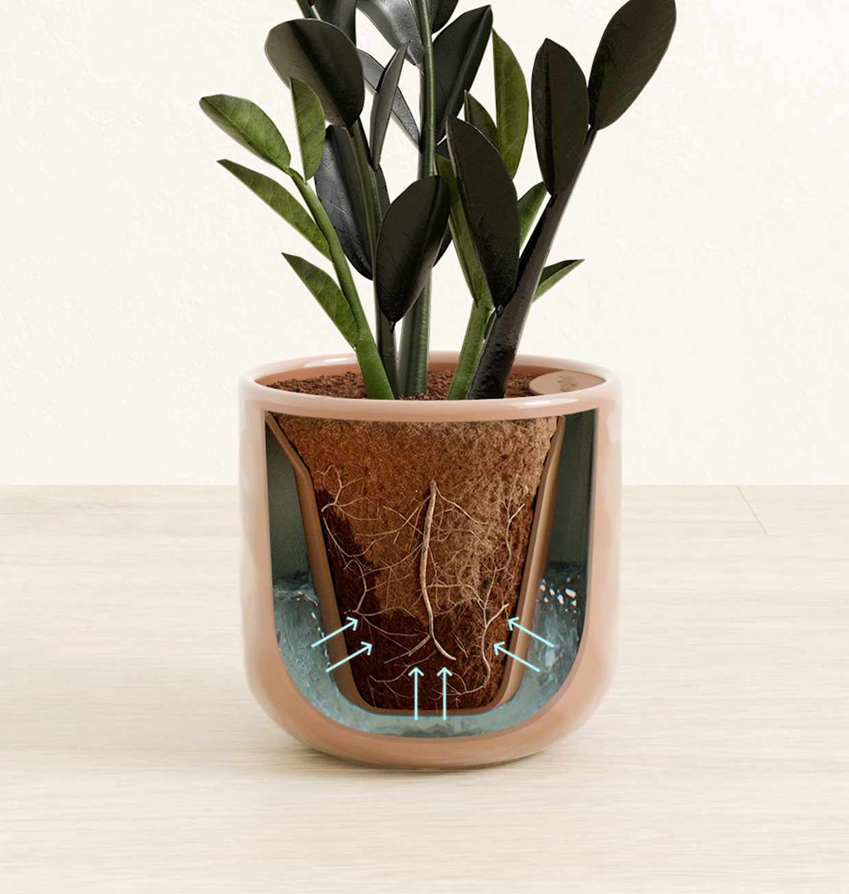 Small Zz Plant: Buy Self-Watering ZZ Plant | easyplant