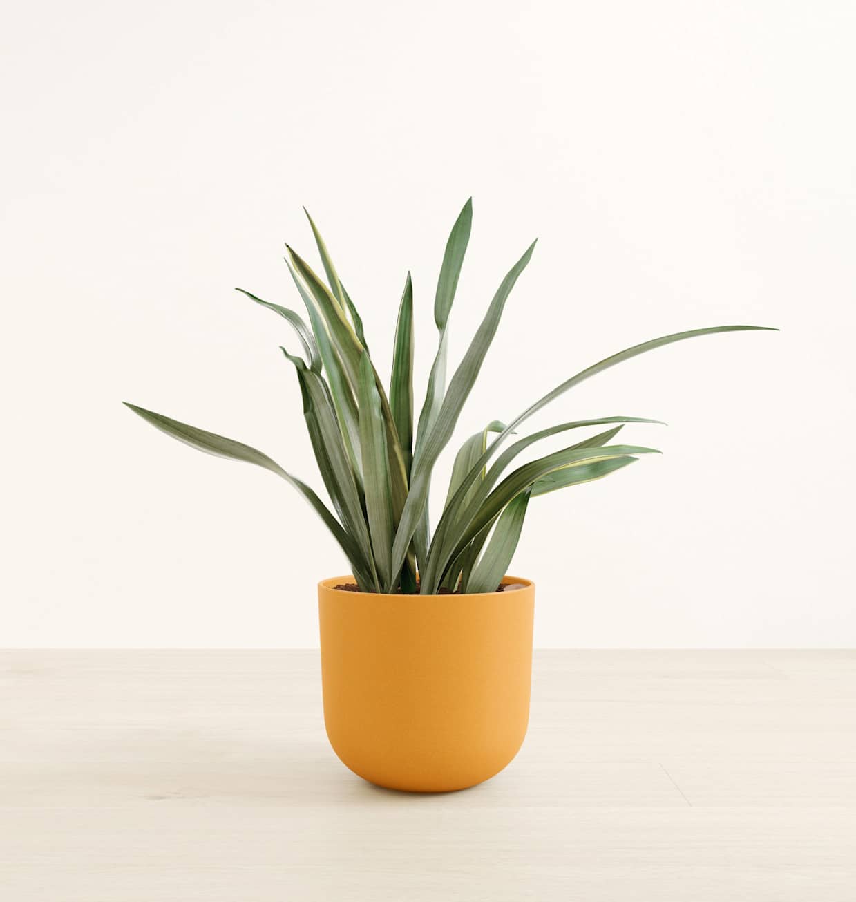 Large Self-Watering Sansevieria Sayuri Plant For Sale | easyplant